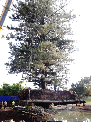 Transplante araucaria
