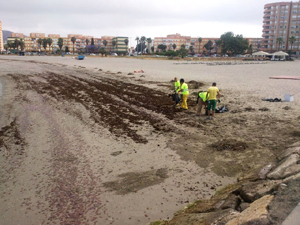 Limpieza Poniente