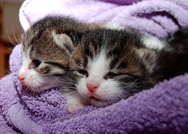 cat 205757 640