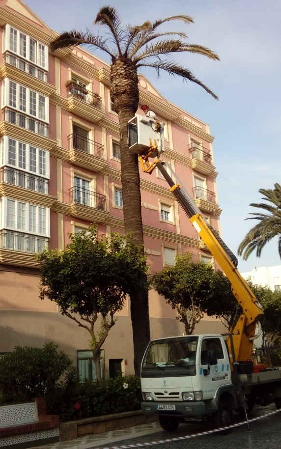 TRATAMIENTO DE PALMERAS EN PLAZA FARIÑAS