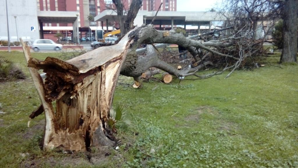 arbol desplomado en parque princesa sofia