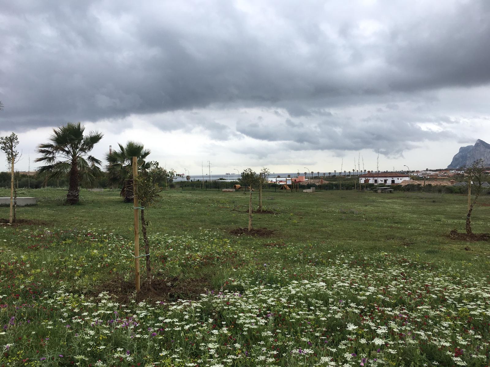 Plantacion arboles Torrenueva