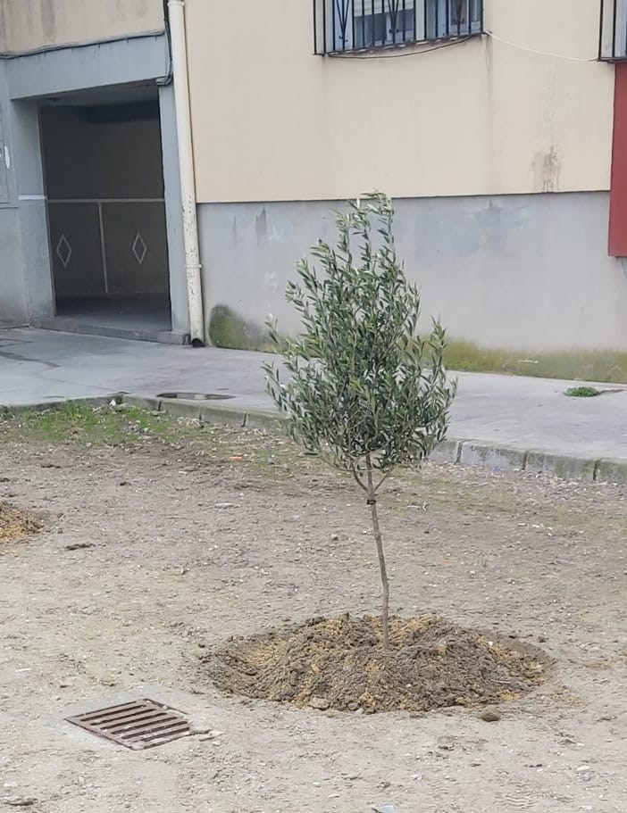 DONACION DE OLIVOS